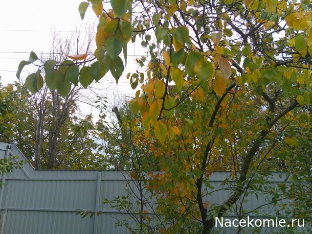 Eva1949 - Дом мечты-души моей воспоминания; 1Abrikoska - Мой гостеприимный дом