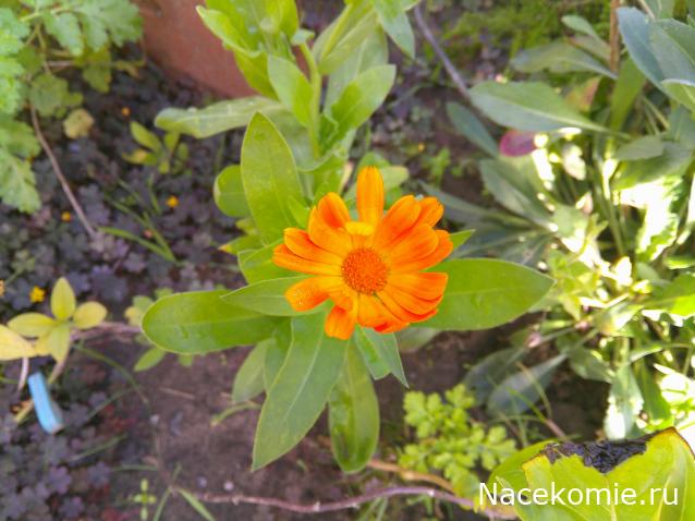 Eva1949 - Дом мечты-души моей воспоминания; 1Abrikoska - Мой гостеприимный дом