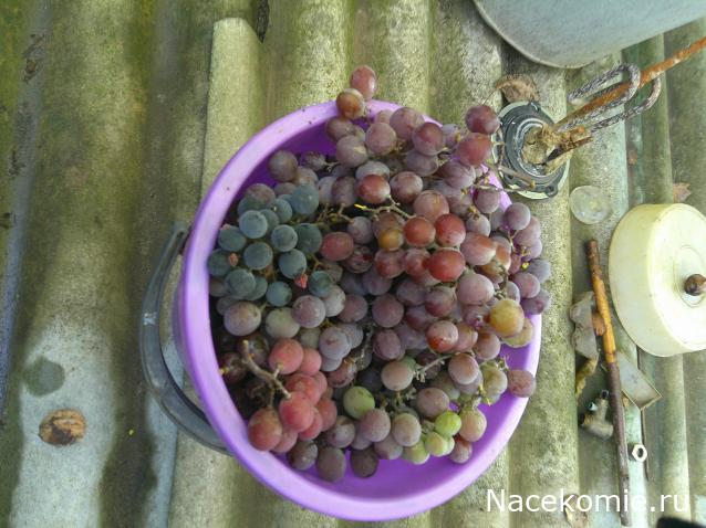 Eva1949 - Дом мечты-души моей воспоминания; 1Abrikoska - Мой гостеприимный дом