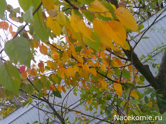 Eva1949 - Дом мечты-души моей воспоминания; 1Abrikoska - Мой гостеприимный дом