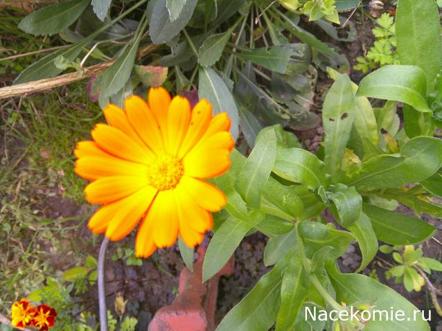 Eva1949 - Дом мечты-души моей воспоминания; 1Abrikoska - Мой гостеприимный дом