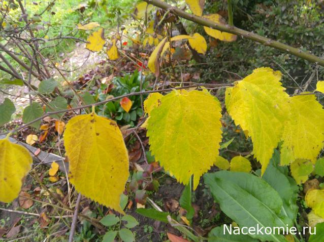 Eva1949 - Дом мечты-души моей воспоминания; 1Abrikoska - Мой гостеприимный дом