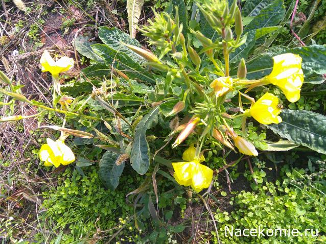 Eva1949 - Дом мечты-души моей воспоминания; 1Abrikoska - Мой гостеприимный дом