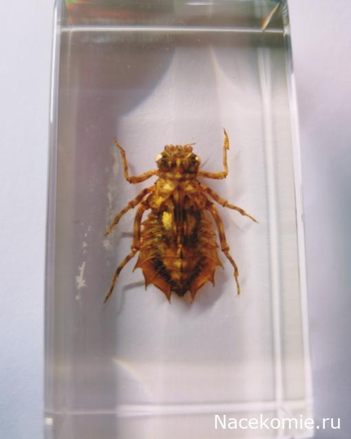 Коллекция zhuki