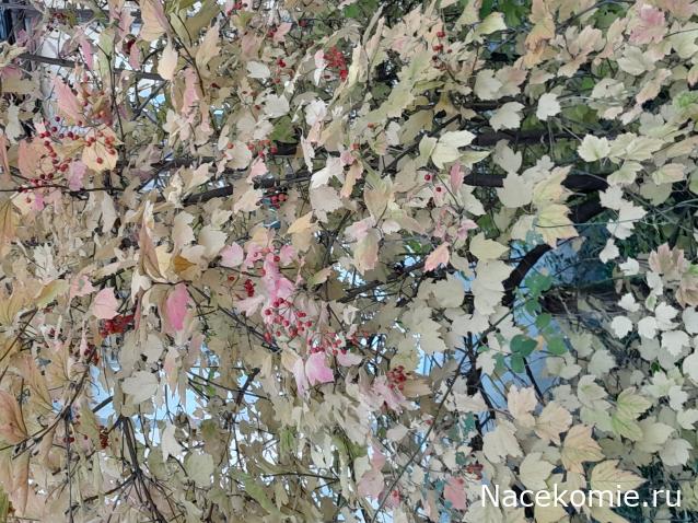 Liana65-Snegana - Мой будущий дом и его обитатели.