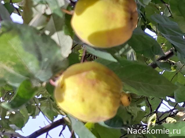 Liana65-Snegana - Мой будущий дом и его обитатели.