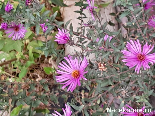 Liana65-Snegana - Мой будущий дом и его обитатели.