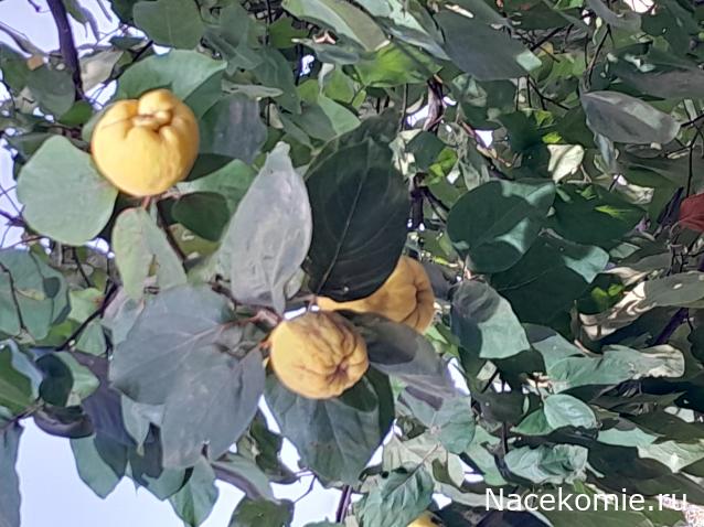 Liana65-Snegana - Мой будущий дом и его обитатели.