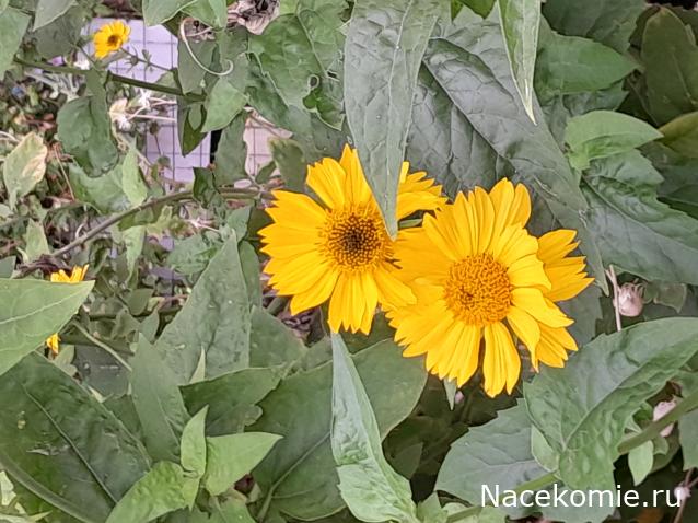 Liana65-Snegana - Мой будущий дом и его обитатели.