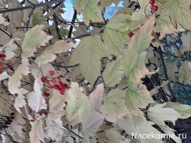 Liana65-Snegana - Мой будущий дом и его обитатели.