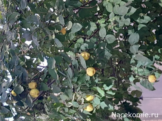 Liana65-Snegana - Мой будущий дом и его обитатели.