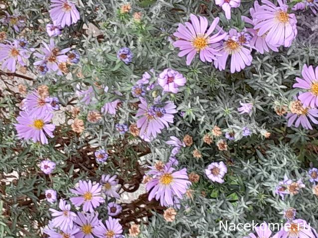 Liana65-Snegana - Мой будущий дом и его обитатели.