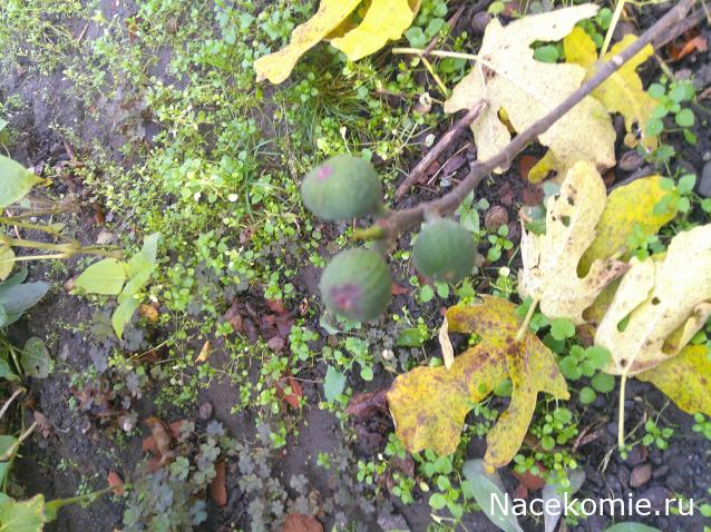 Eva1949 - Дом мечты-души моей воспоминания; 1Abrikoska - Мой гостеприимный дом