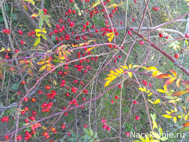 Eva1949 - Дом мечты-души моей воспоминания; 1Abrikoska - Мой гостеприимный дом