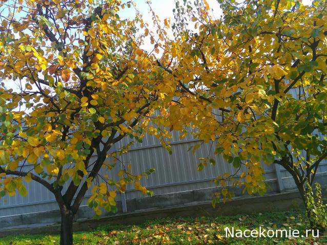 Eva1949 - Дом мечты-души моей воспоминания; 1Abrikoska - Мой гостеприимный дом