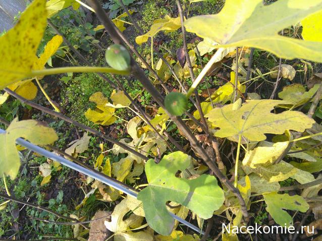 Eva1949 - Дом мечты-души моей воспоминания; 1Abrikoska - Мой гостеприимный дом