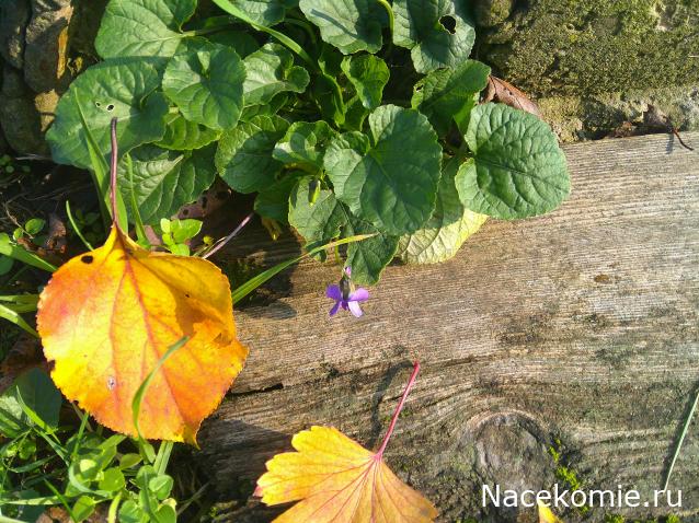 Eva1949 - Дом мечты-души моей воспоминания; 1Abrikoska - Мой гостеприимный дом