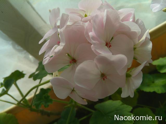 Eva1949 - Дом мечты-души моей воспоминания; 1Abrikoska - Мой гостеприимный дом