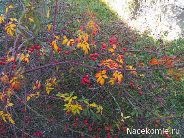 Eva1949 - Дом мечты-души моей воспоминания; 1Abrikoska - Мой гостеприимный дом