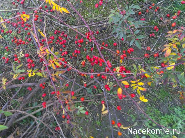 Eva1949 - Дом мечты-души моей воспоминания; 1Abrikoska - Мой гостеприимный дом