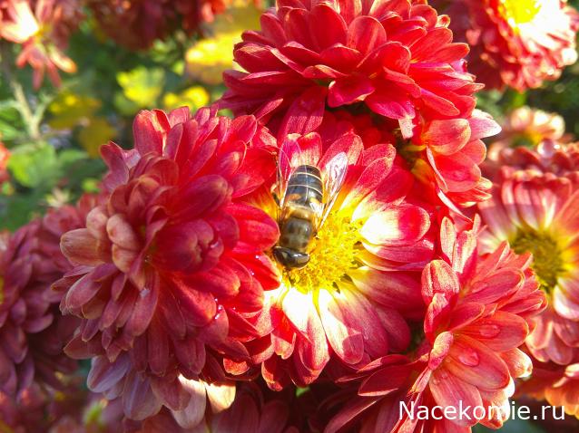 Eva1949 - Дом мечты-души моей воспоминания; 1Abrikoska - Мой гостеприимный дом