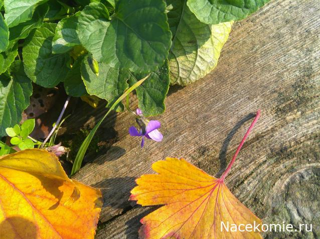 Eva1949 - Дом мечты-души моей воспоминания; 1Abrikoska - Мой гостеприимный дом