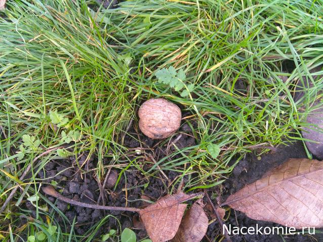 Eva1949 - Дом мечты-души моей воспоминания; 1Abrikoska - Мой гостеприимный дом