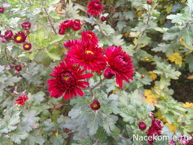 Eva1949 - Дом мечты-души моей воспоминания; 1Abrikoska - Мой гостеприимный дом