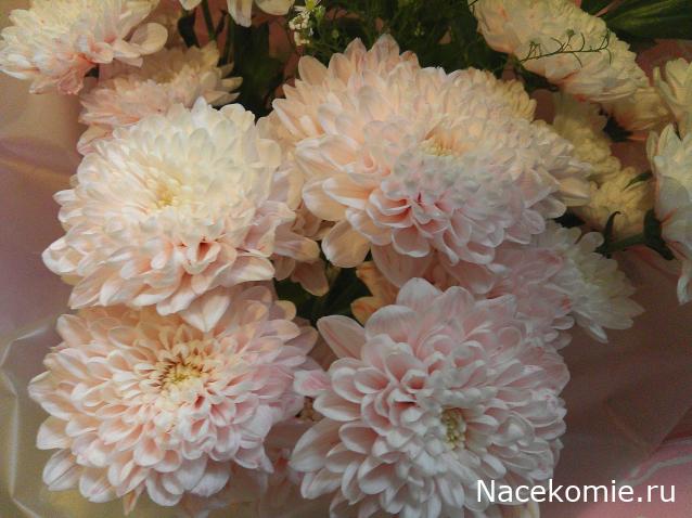 Наши Дни Рождения