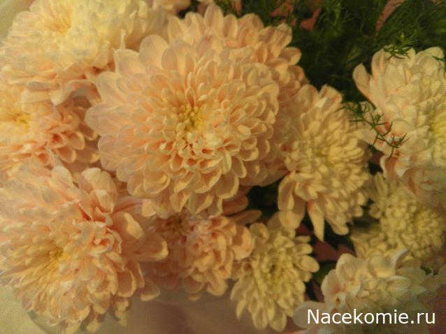 Наши Дни Рождения