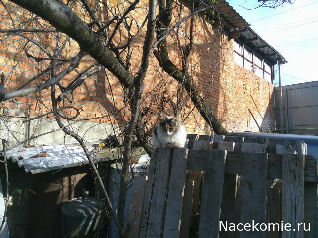 Eva1949 - Дом мечты-души моей воспоминания; 1Abrikoska - Мой гостеприимный дом