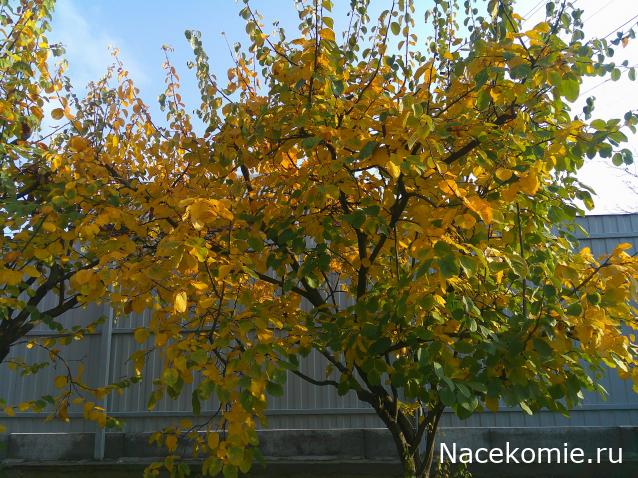 Eva1949 - Дом мечты-души моей воспоминания; 1Abrikoska - Мой гостеприимный дом