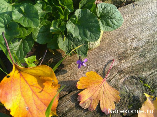 Eva1949 - Дом мечты-души моей воспоминания; 1Abrikoska - Мой гостеприимный дом