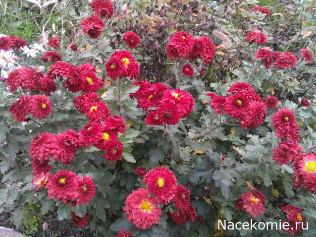 Eva1949 - Дом мечты-души моей воспоминания; 1Abrikoska - Мой гостеприимный дом