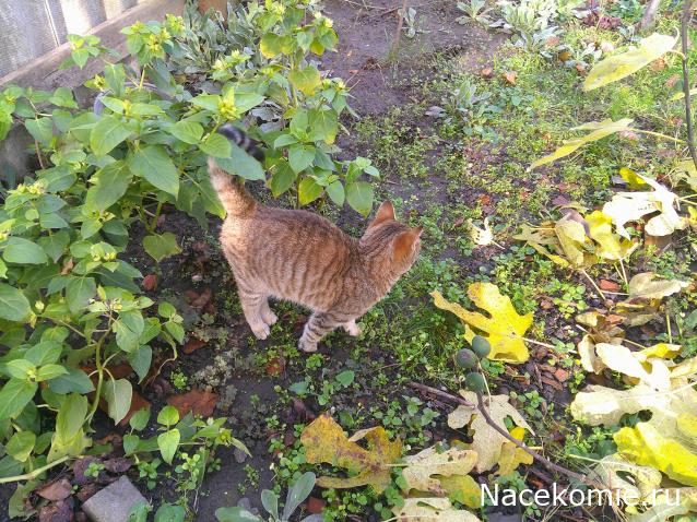 Eva1949 - Дом мечты-души моей воспоминания; 1Abrikoska - Мой гостеприимный дом