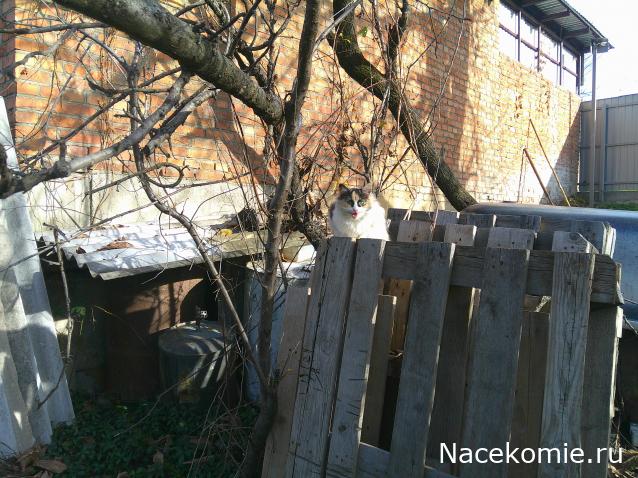 Eva1949 - Дом мечты-души моей воспоминания; 1Abrikoska - Мой гостеприимный дом