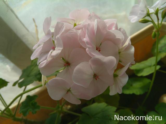 Eva1949 - Дом мечты-души моей воспоминания; 1Abrikoska - Мой гостеприимный дом