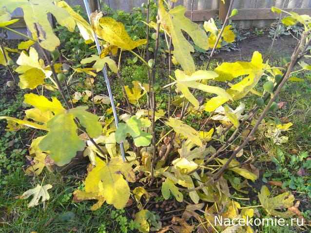 Eva1949 - Дом мечты-души моей воспоминания; 1Abrikoska - Мой гостеприимный дом