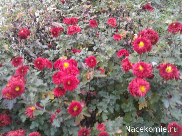 Eva1949 - Дом мечты-души моей воспоминания; 1Abrikoska - Мой гостеприимный дом