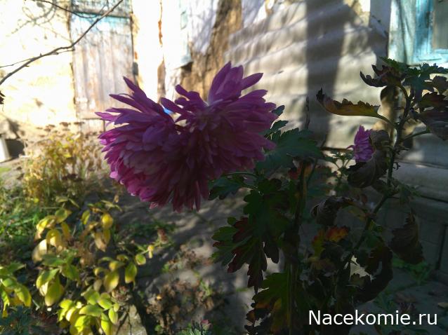 Eva1949 - Дом мечты-души моей воспоминания; 1Abrikoska - Мой гостеприимный дом