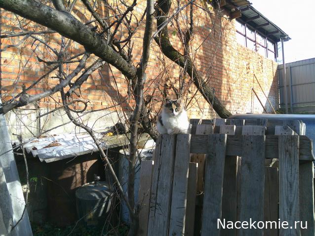 Eva1949 - Дом мечты-души моей воспоминания; 1Abrikoska - Мой гостеприимный дом