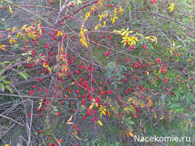 Eva1949 - Дом мечты-души моей воспоминания; 1Abrikoska - Мой гостеприимный дом