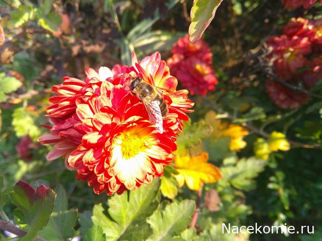 Eva1949 - Дом мечты-души моей воспоминания; 1Abrikoska - Мой гостеприимный дом