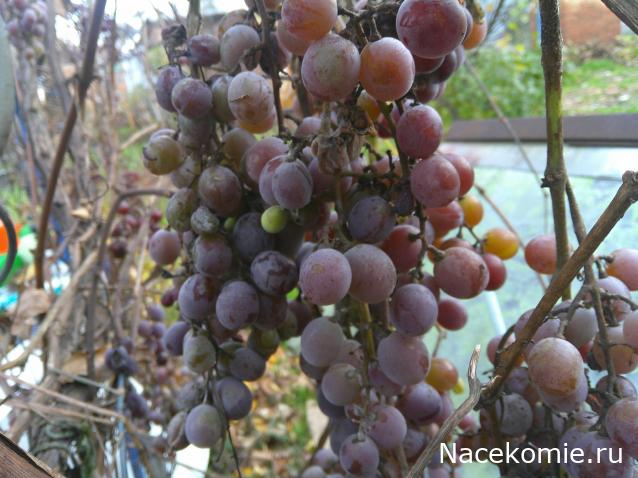 Eva1949 - Дом мечты-души моей воспоминания; 1Abrikoska - Мой гостеприимный дом