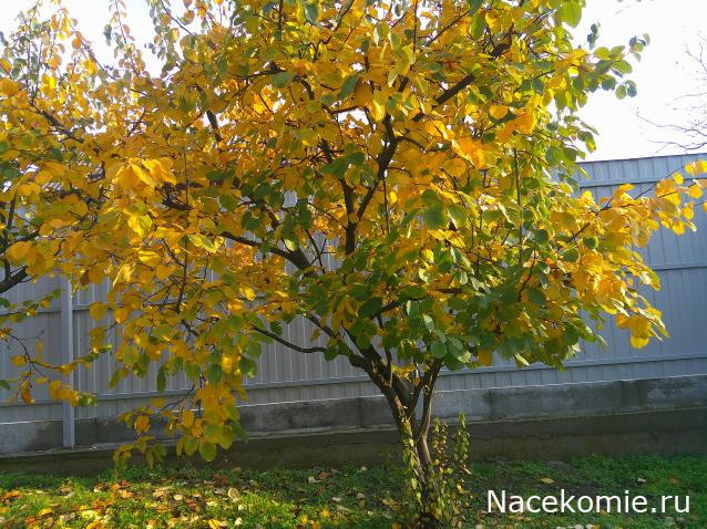 Eva1949 - Дом мечты-души моей воспоминания; 1Abrikoska - Мой гостеприимный дом