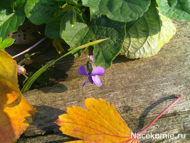 Eva1949 - Дом мечты-души моей воспоминания; 1Abrikoska - Мой гостеприимный дом