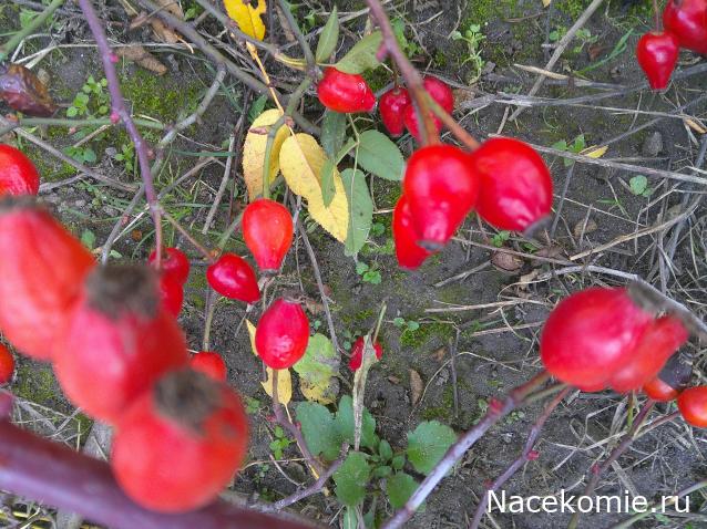 Eva1949 - Дом мечты-души моей воспоминания; 1Abrikoska - Мой гостеприимный дом