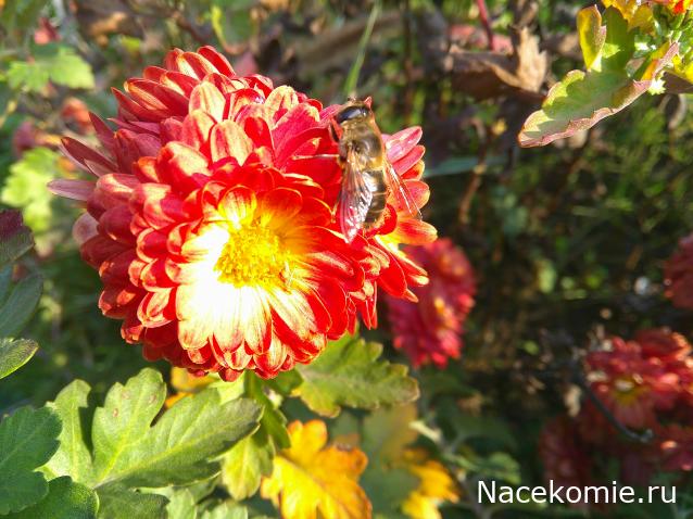 Eva1949 - Дом мечты-души моей воспоминания; 1Abrikoska - Мой гостеприимный дом