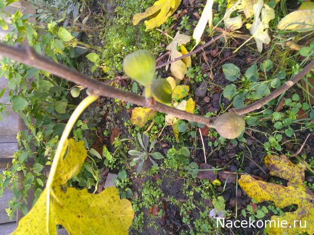 Eva1949 - Дом мечты-души моей воспоминания; 1Abrikoska - Мой гостеприимный дом