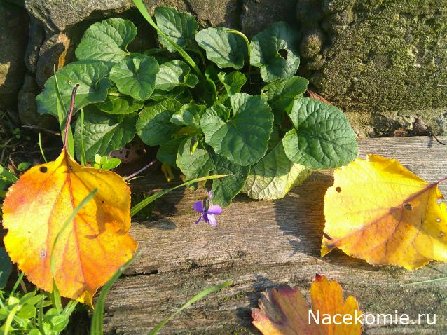 Eva1949 - Дом мечты-души моей воспоминания; 1Abrikoska - Мой гостеприимный дом